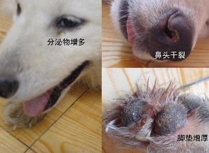 犬瘟症状
