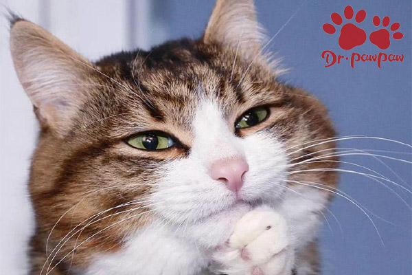 猫感冒流鼻涕