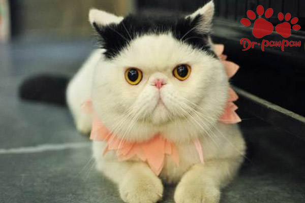 猫感冒打针