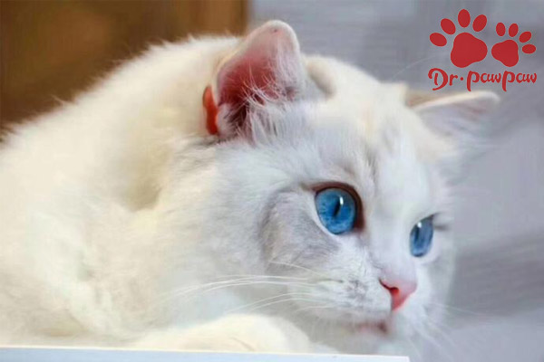 猫癫痫症状