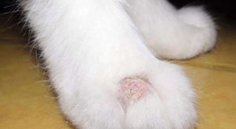猫咪皮肤很痒用什么药？