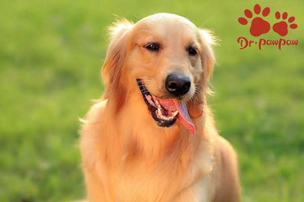 狗狗的寿命怎么延长