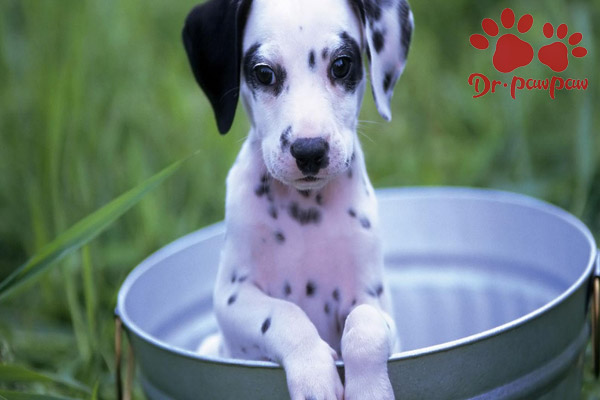 狗狗肛门腺是什么 爪爪博士