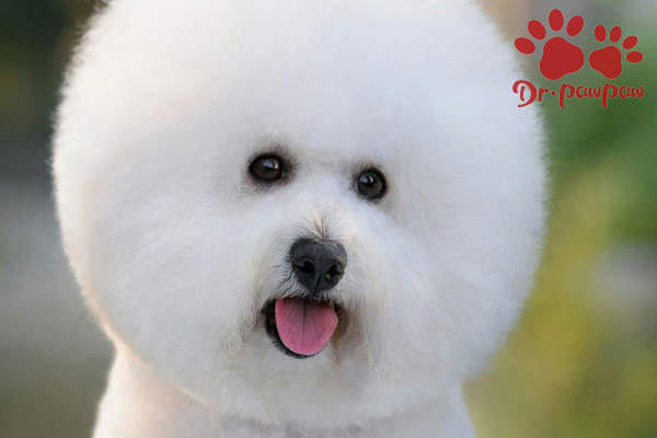 狗狗紧张焦虑怎么办