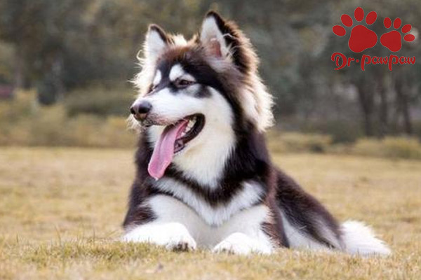 犬蠕形螨皮肤病的症状有哪些