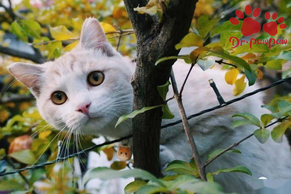养猫每个月需要花多少钱 网友 其实花的真不多
