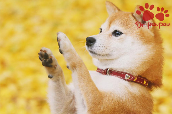 什么是耳螨 来治耳螨的自述