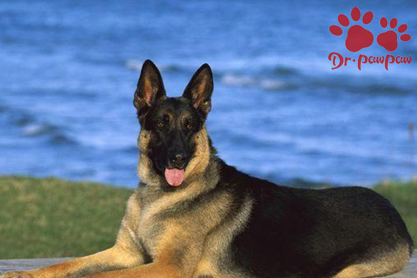 猫狗为什么呕吐