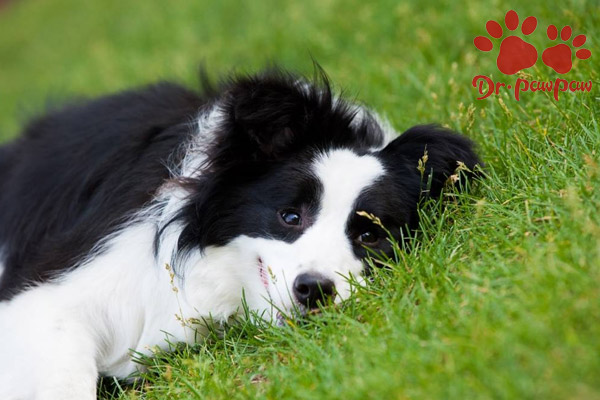 狗狗牙齿打颤几秒就停是什么原因 爪爪博士