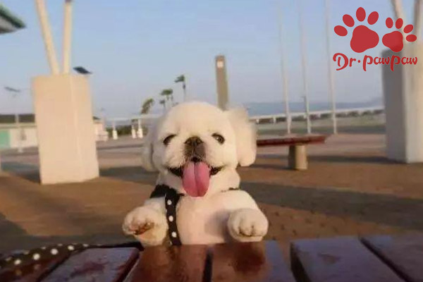 狗狗恶性肿瘤的症状与良性肿瘤的症状