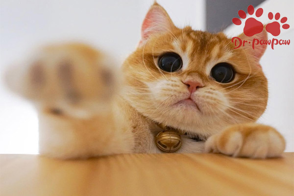 猫子宫蓄脓的症状与治疗方法