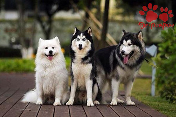 狗狗得了湿疹的症状与治疗方法