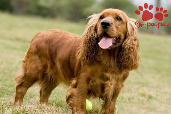 狗狗抽搐的原因与治疗