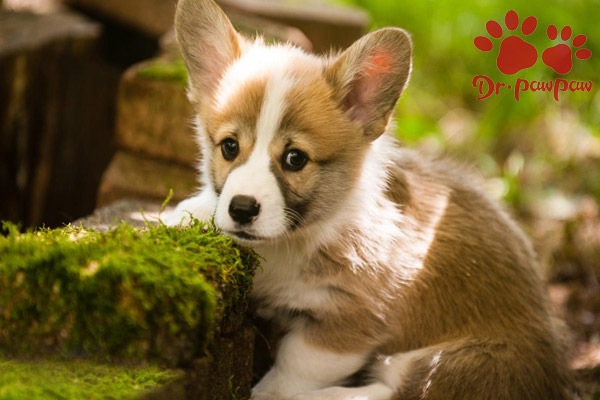 狗狗肚子起红疹怎么办