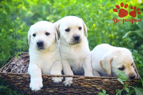 狗狗肠道寄生虫钩虫症状与驱虫 爪爪博士