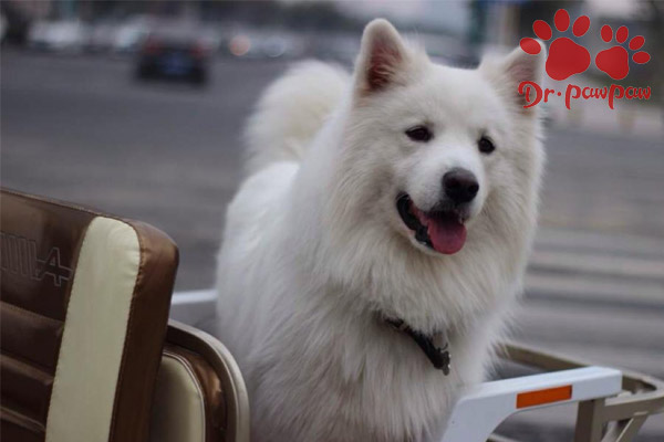 狗狗牙齿出血是为什么 爪爪博士