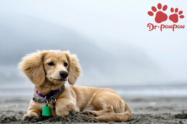 犬细小病毒病的诊断与治疗