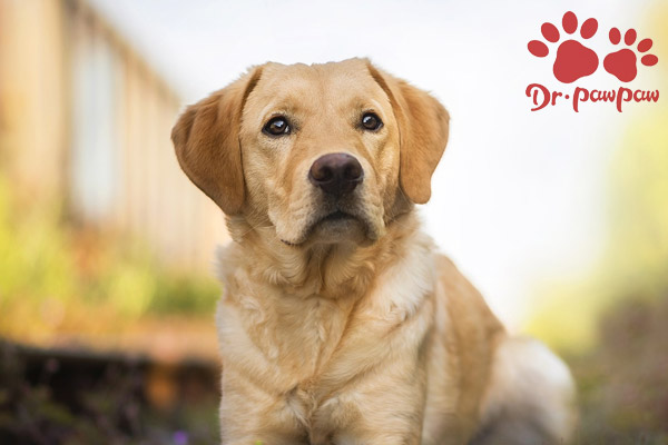 犬诺卡氏菌病的症状表现 爪爪博士