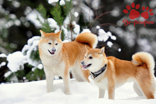 犬疱疹病毒感染能治好吗 爪爪博士