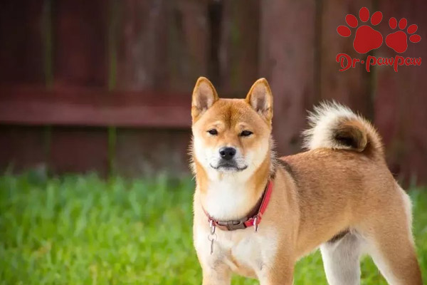 犬膀胱炎治疗方法 犬膀胱炎治疗方法