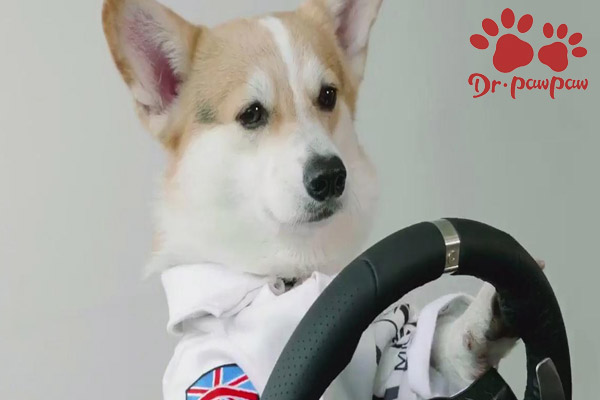 新手怎样选择金毛幼犬狗粮