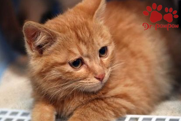 智商低的猫怎么做行为训练