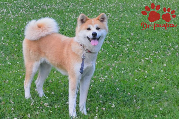 选择幼犬的要点