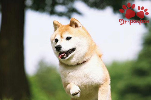 狗的中耳炎有多恐怖