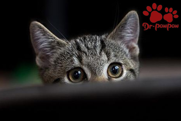 猫有绦虫的症状与驱虫方法