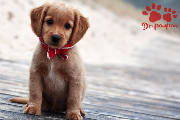 狗狗口臭的原因是什么