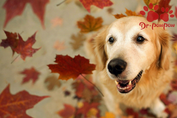 狗狗的睡眠时间是多少