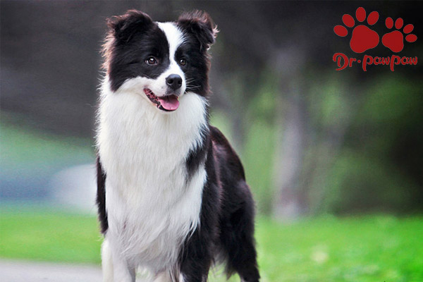 猫猫狗狗口臭的原因