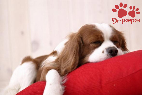 狗狗牙齿美白的几种选择 爪爪博士