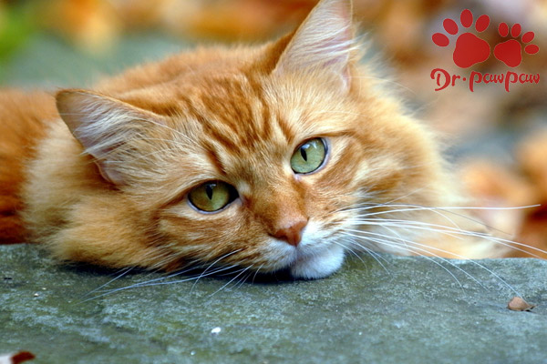 猫下泌尿道疾病