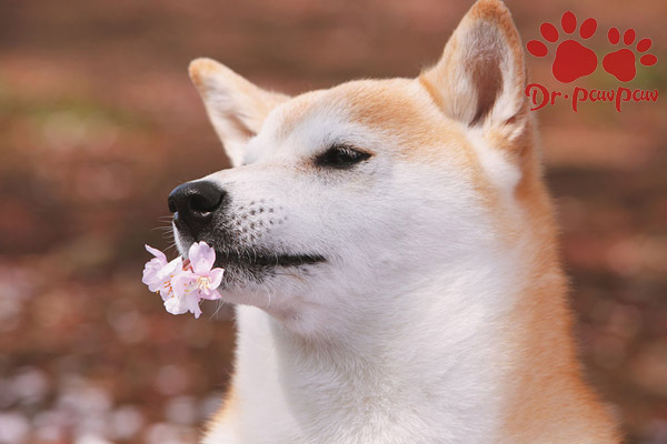 什么狗狗更容易患耳炎