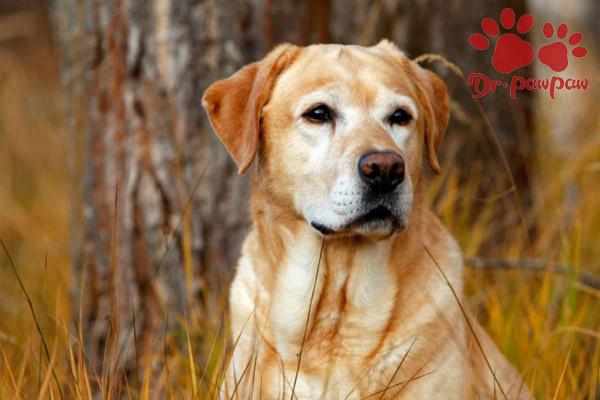 狗粮制作过程以及注意事项