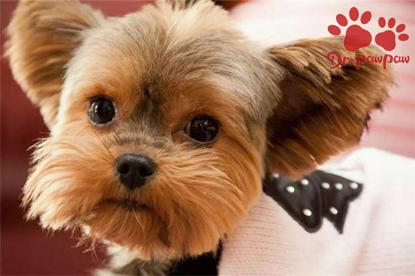 美卡犬的体重标准