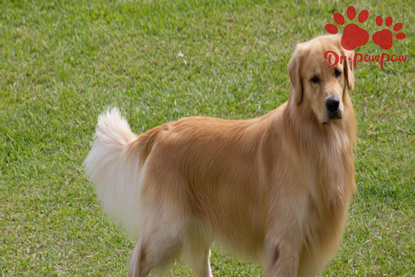 柴犬到底能活多久 原来它陪伴我们的时间竟这么短