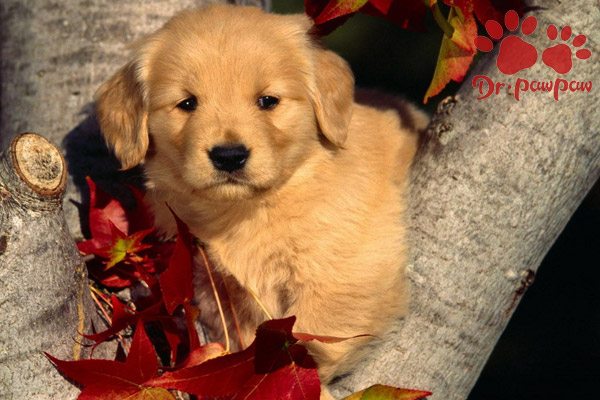 养狗注意事项 养狗需要知道的事情 爪爪博士