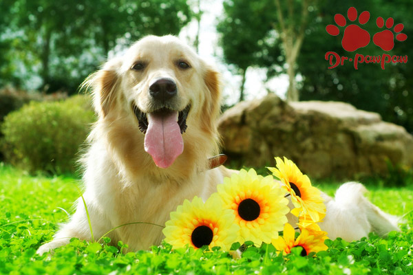 被狗狗咬了出血怎么处理 狗狗咬你的原因 爪爪博士