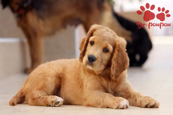 适合家养的大型犬都有什么