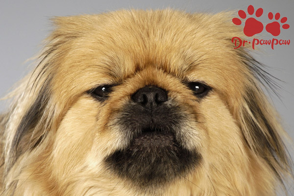 常见的大型犬品种有哪些