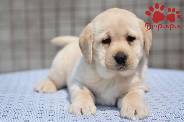 狗狗大便带血是什么原因 狗狗大便带血是什么原因