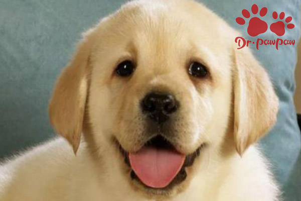 茶杯犬的寿命一般是多少年 爪爪博士