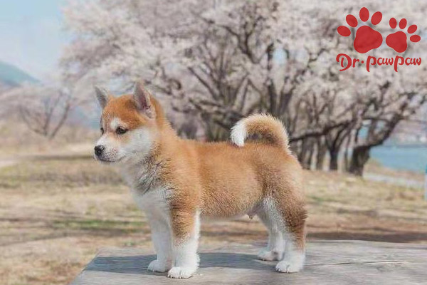 狗的中耳炎有多恐怖