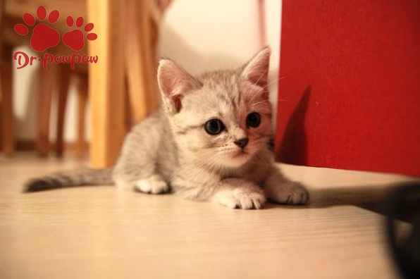 猫身上有什么寄生虫 爪爪博士