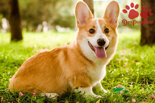 狗狗肚子起红疹怎么办