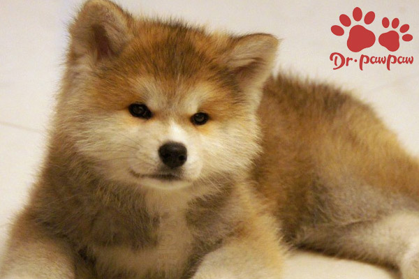 比格犬性格特点 比格犬聪明吗