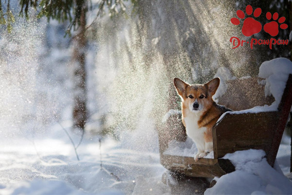 狗狗肾炎怎么治疗