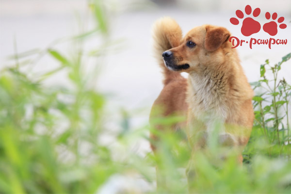 狗狗湿疹性皮炎有哪些症状用什么药